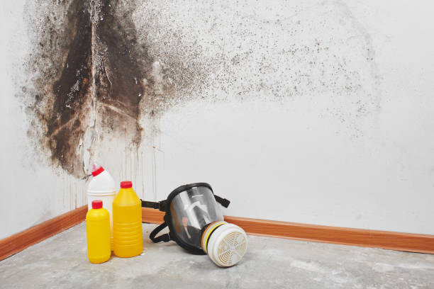 Best Crawl Space Mold Removal  in Coson, OK