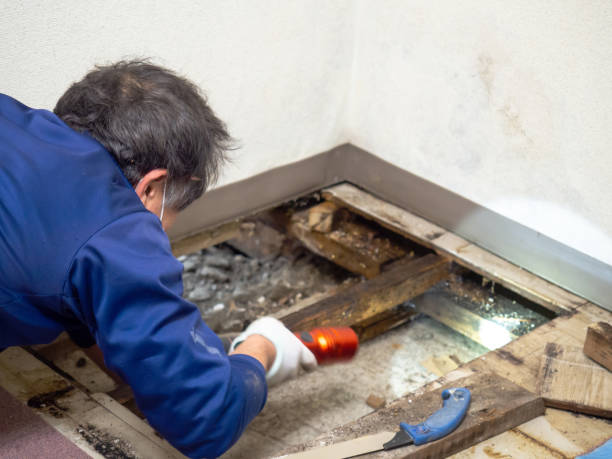 Best Mold Testing  in Coson, OK