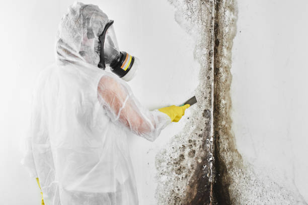 Best Certified Mold Removal  in Coson, OK
