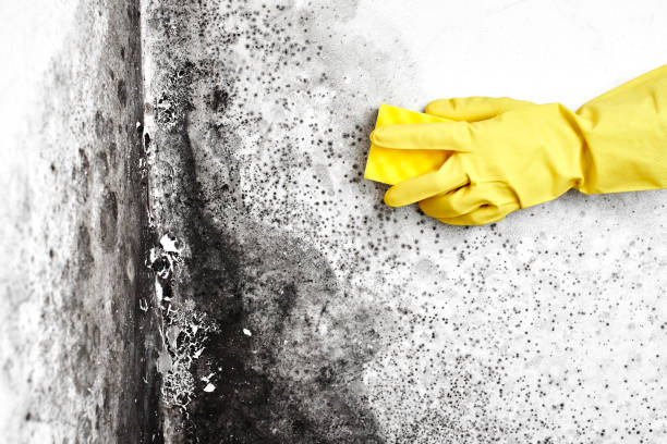 Best Mold Testing  in Coson, OK
