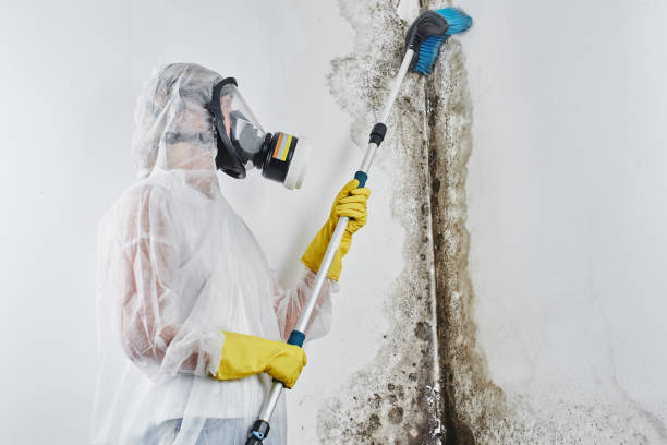 Best Fast Mold Removal  in Coson, OK