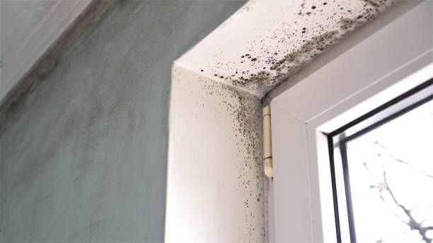 Best Same-Day Mold Removal  in Coson, OK