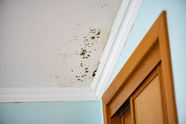 Best Mold Damage Repair  in Coson, OK