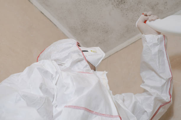 Best Black Mold Removal  in Coson, OK
