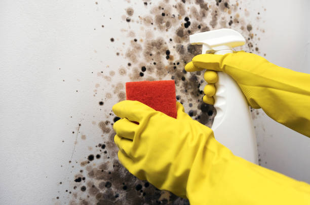 Best Home Mold Removal  in Coson, OK
