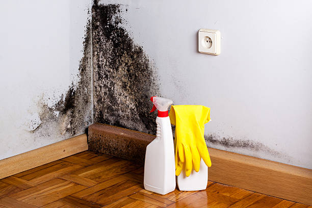 Best Mold Remediation Experts  in Coson, OK